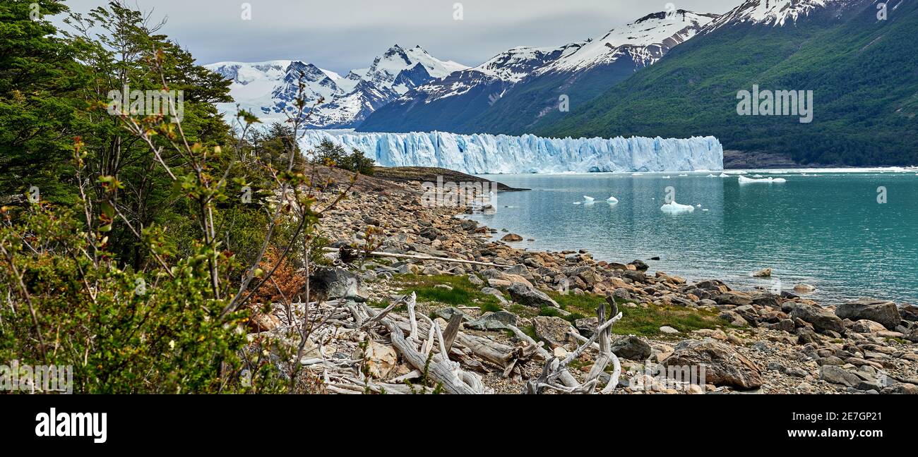 Blaues Eis des Perito Moreno Gletschers im Glaciers Nationalpark in Patagonien, Argentinien von weit weg mit türkisfarbenem Wasser des Lago Argentino, Sträuchern und d Stockfoto