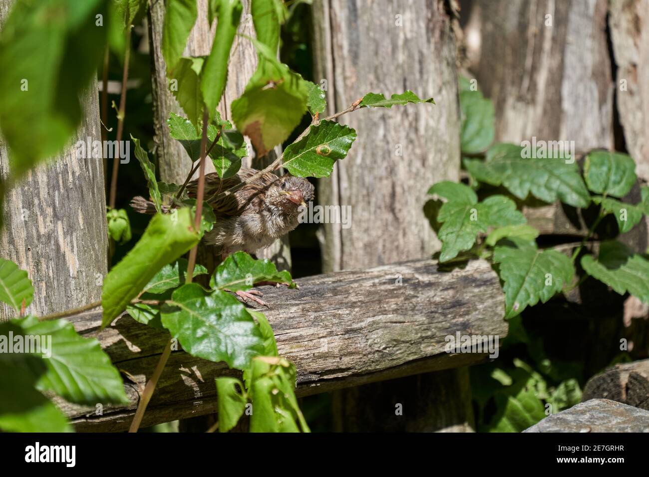 Passer domesticus, Haus Sperling Küken sitzt und wartet auf Eltern, um es zu füttern Stockfoto