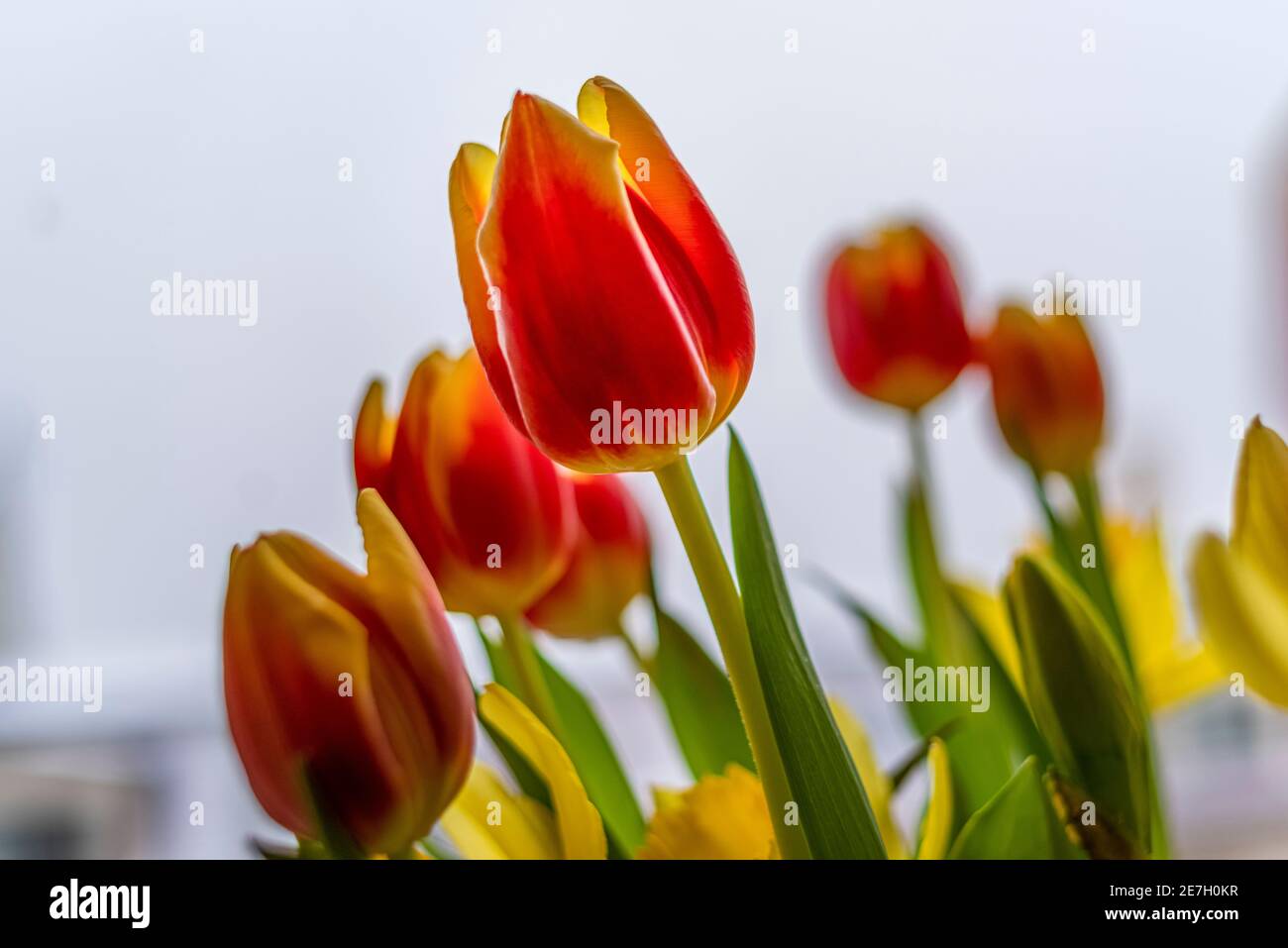 Tulpen und Narzissen, Blumenstrauß im Frühjahr Stockfoto