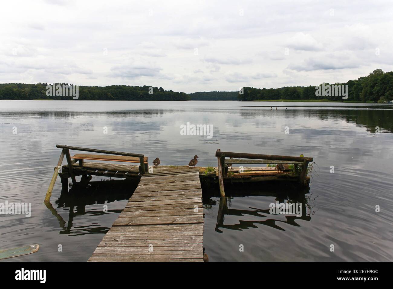 Wenige Enten auf einer hölzernen Plattform. Enten auf alten hölzernen Pier. Stockfoto