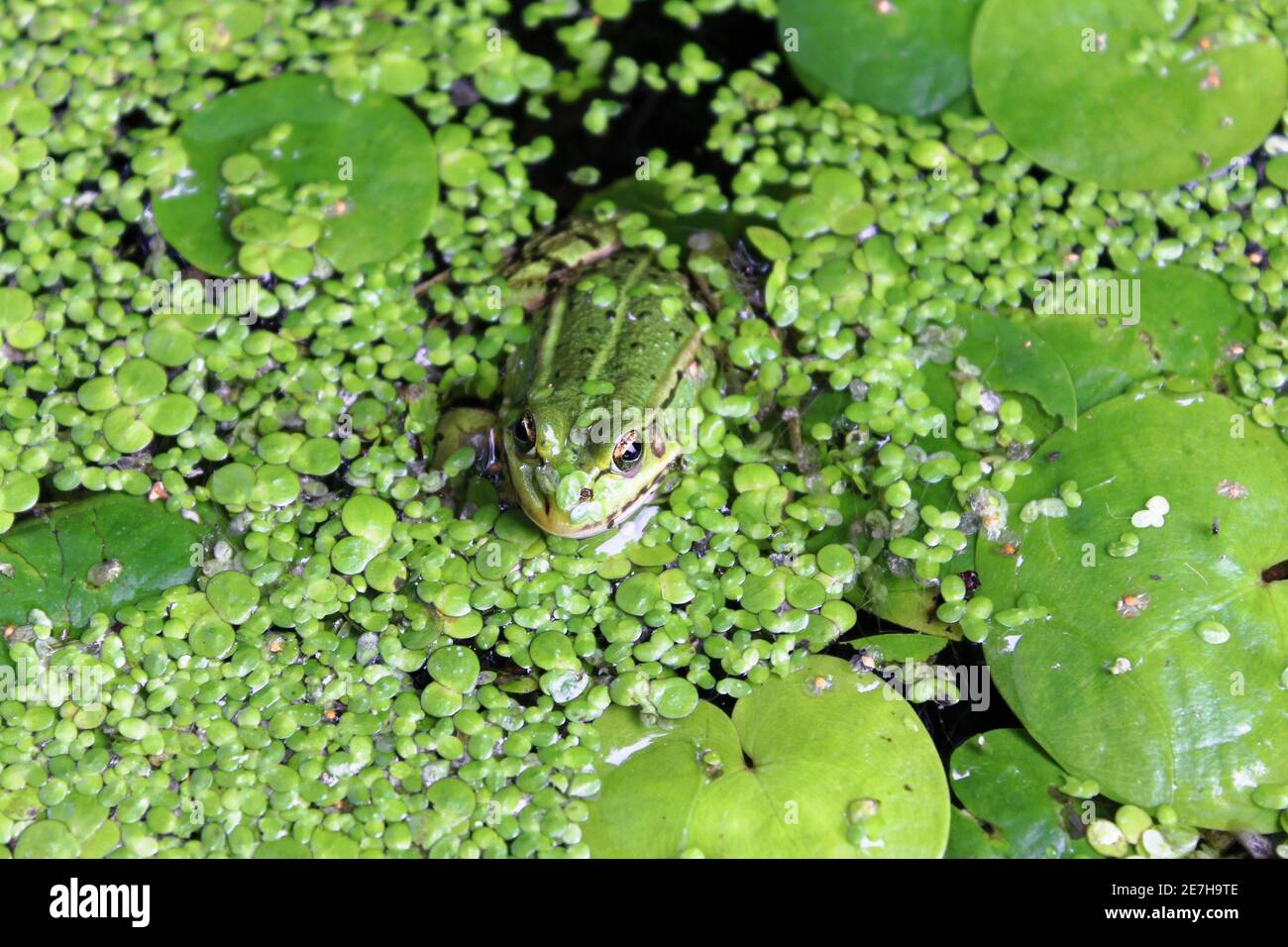 Grüner Frosch (Rana clamitans) in einem Teich umgeben von Entenkraut Stockfoto