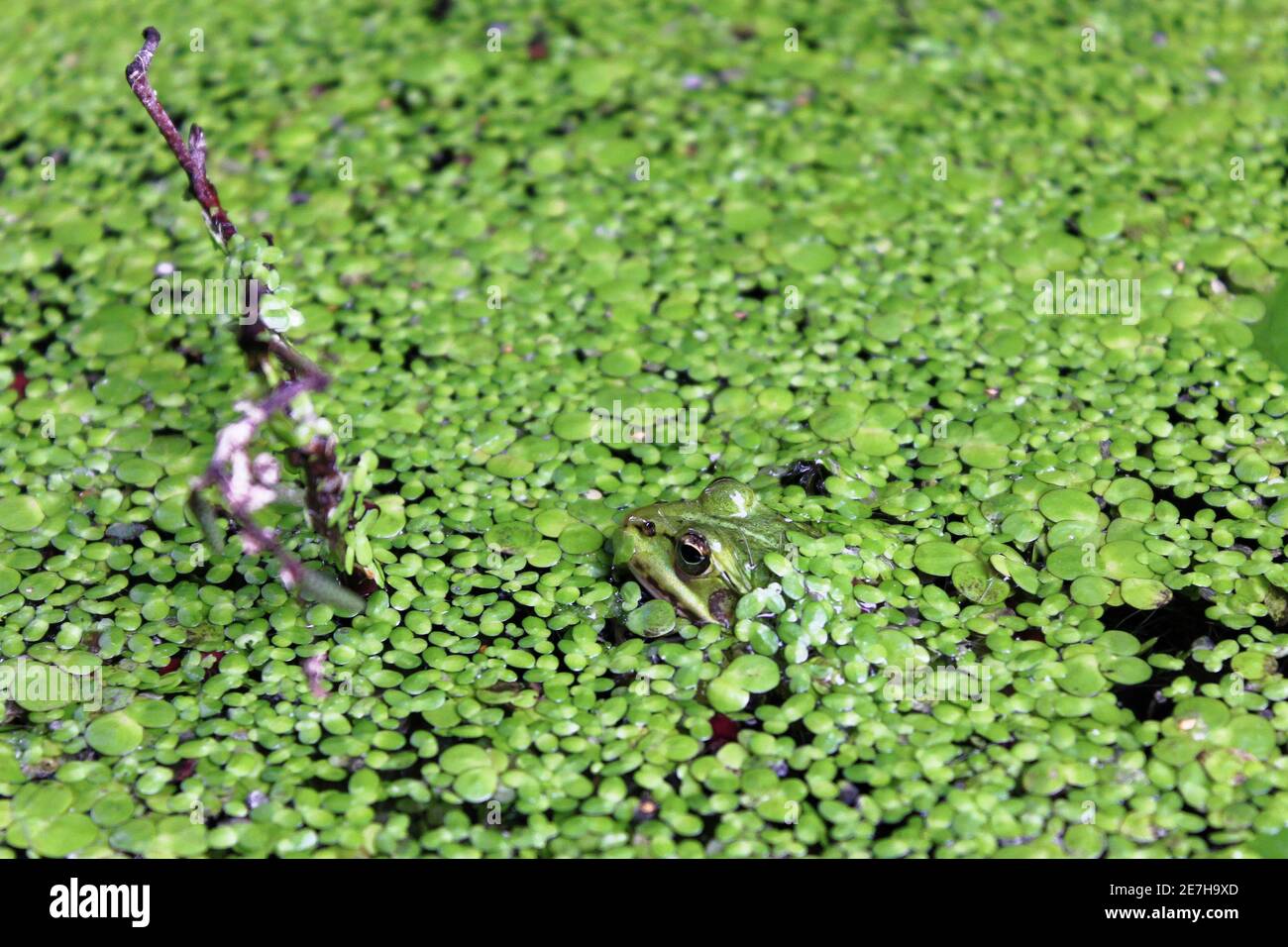 Grüner Frosch (Rana clamitans) in einem Teich umgeben von Entenkraut Stockfoto
