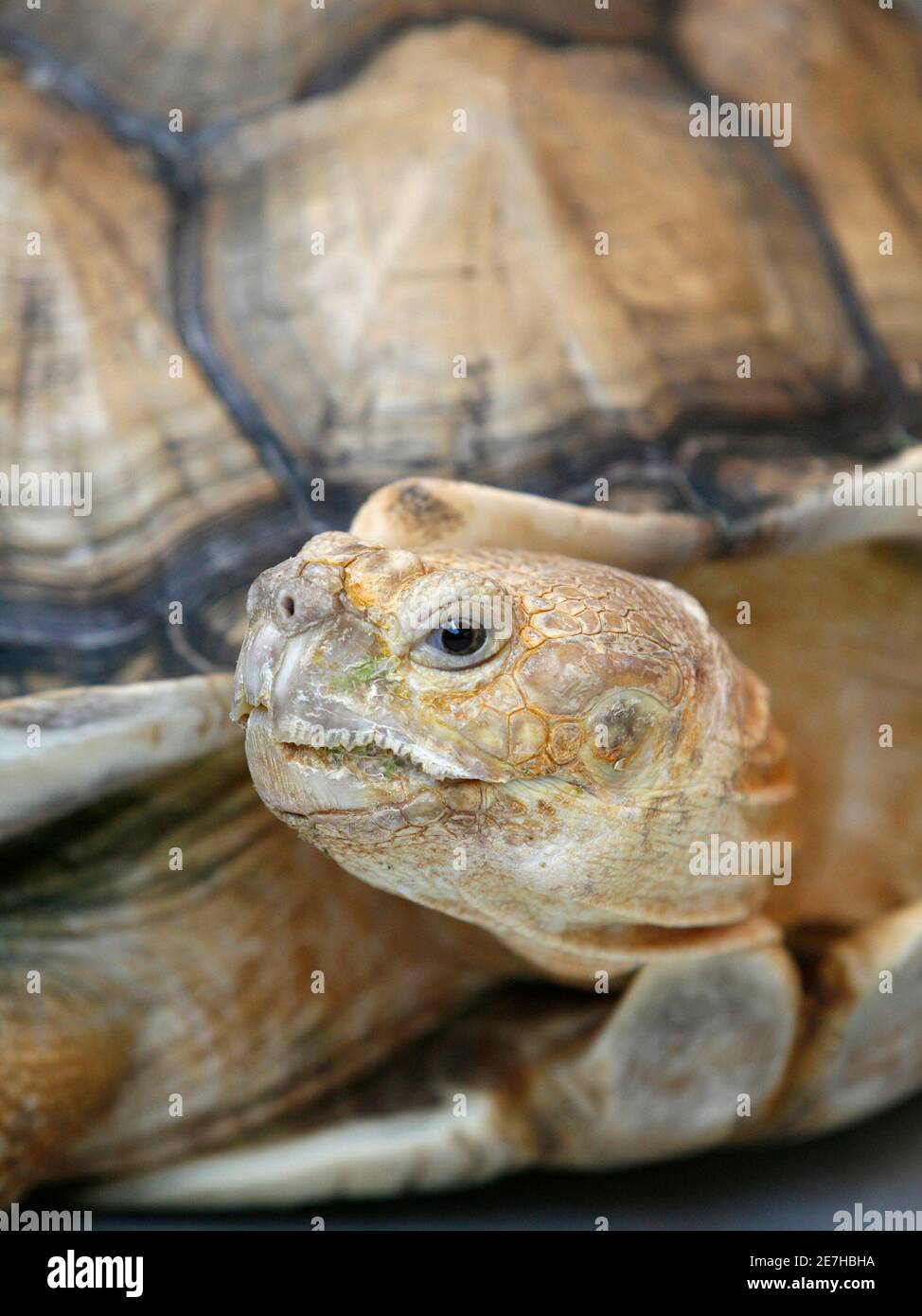 Live Turtle Stockfotos Und Bilder Kaufen Alamy