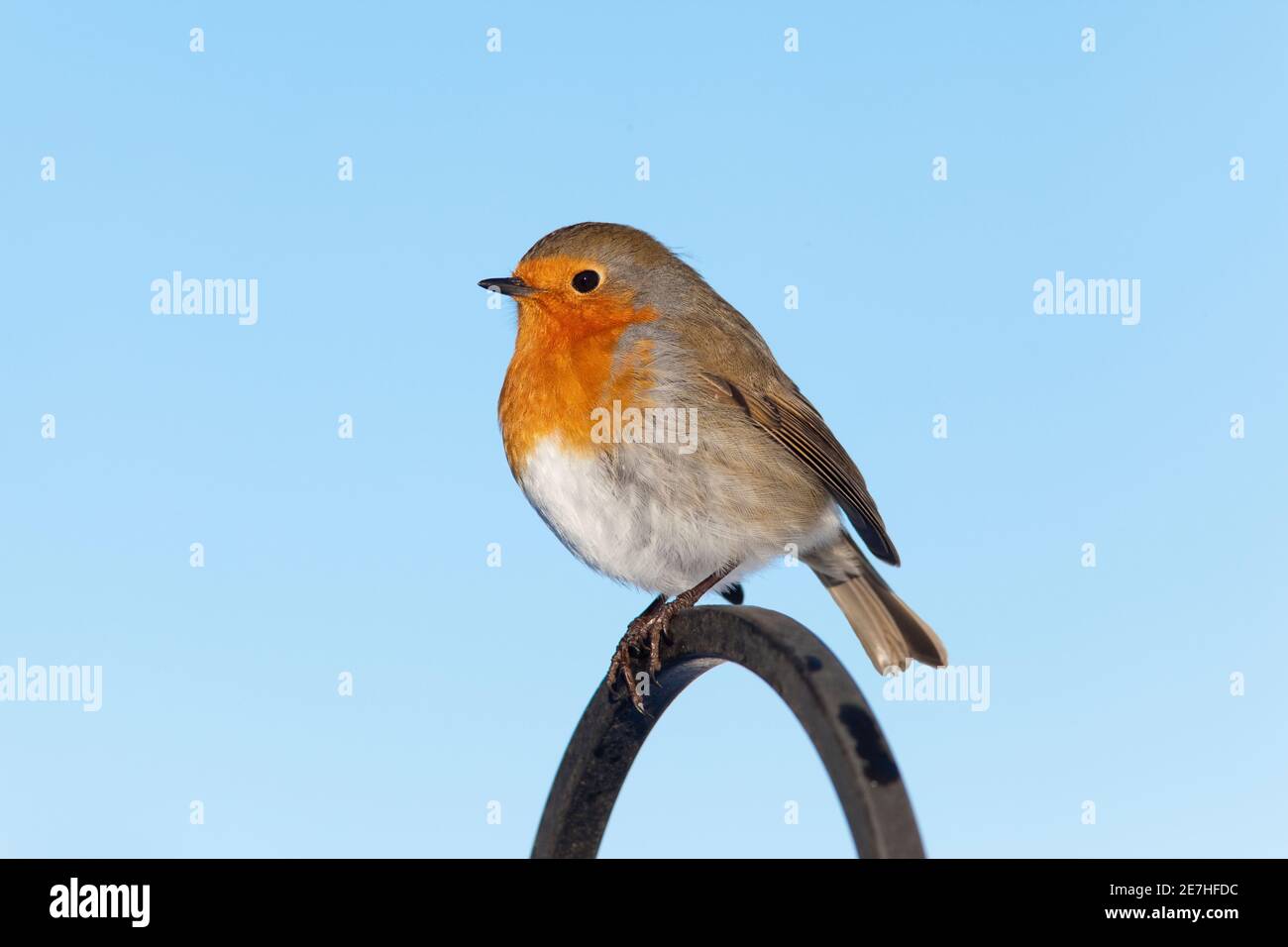 Robin (Erithacus rubecula), Northumberland, Großbritannien Stockfoto