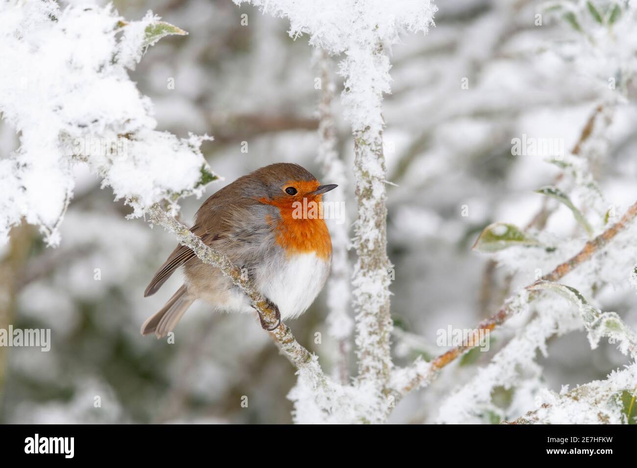 Robin (Erithacus rubecula) im Schnee, Northumberland, Großbritannien Stockfoto