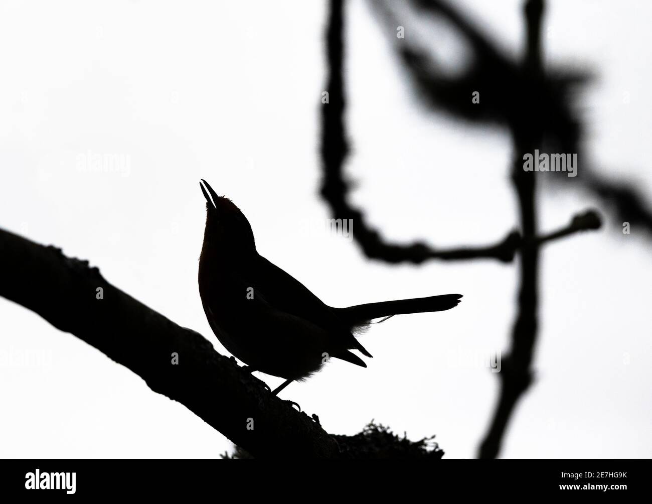 Robin (Erithacus rubecula) singt, Northumberland Nationalpark, Großbritannien, Stockfoto