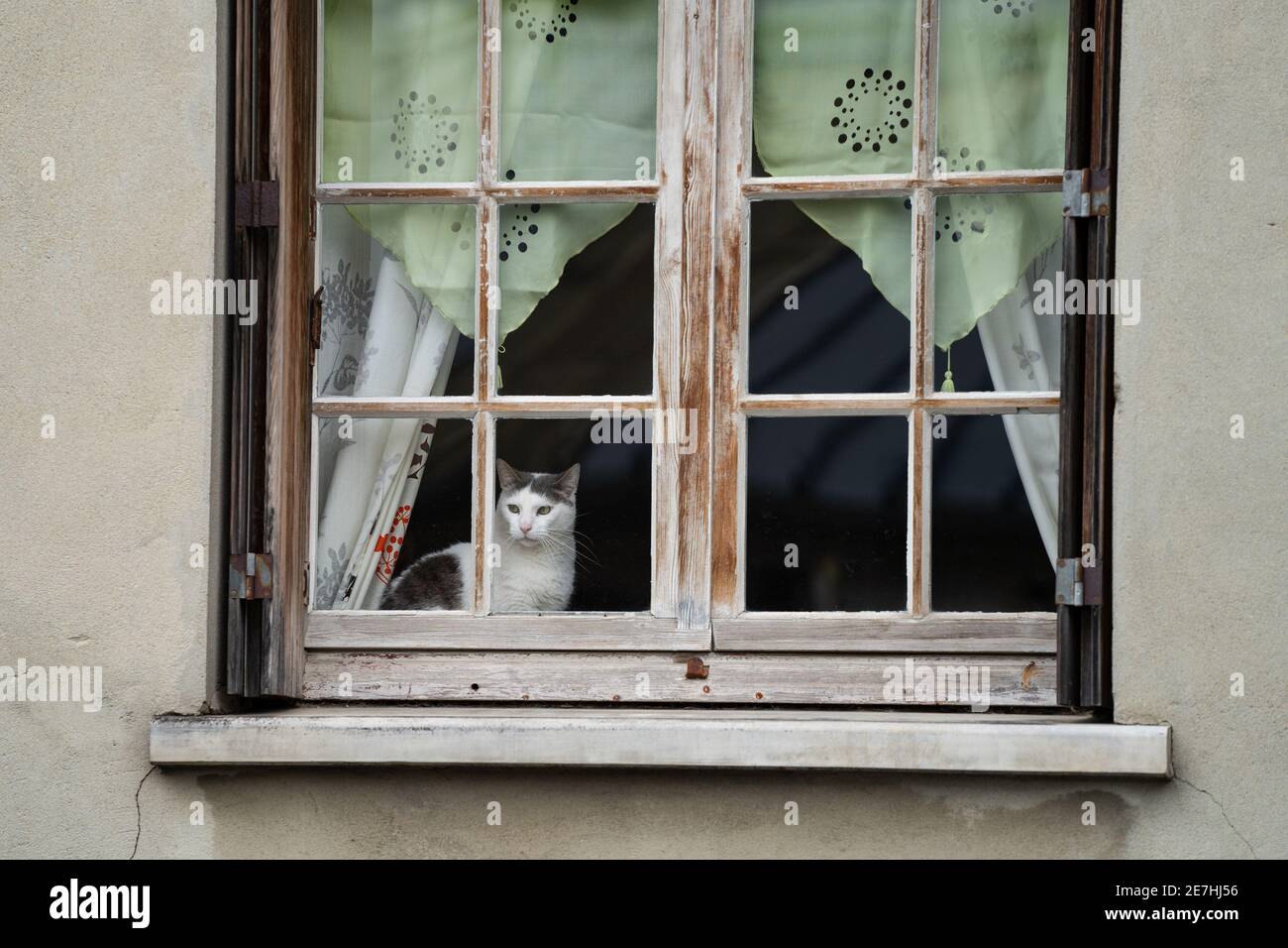 Nette wissbegierige weiße Katze saß im Haus und schaute aus Alte hölzerne Wetter abgenutzten Fensterrahmen Blick auf die Menschen vorbei Bei Steinhütte während des Tages Stockfoto