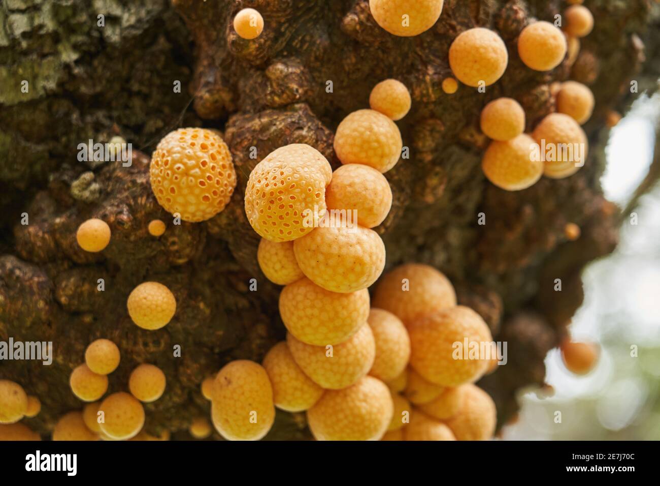 Cyttaria darwinii ist ein schwammiges, orangefarbenes und edable Pilz, der auf Bäumen in der südlichen Hemisphäre wächst. Auch bekannt als indisches Brot. Tierra del Stockfoto