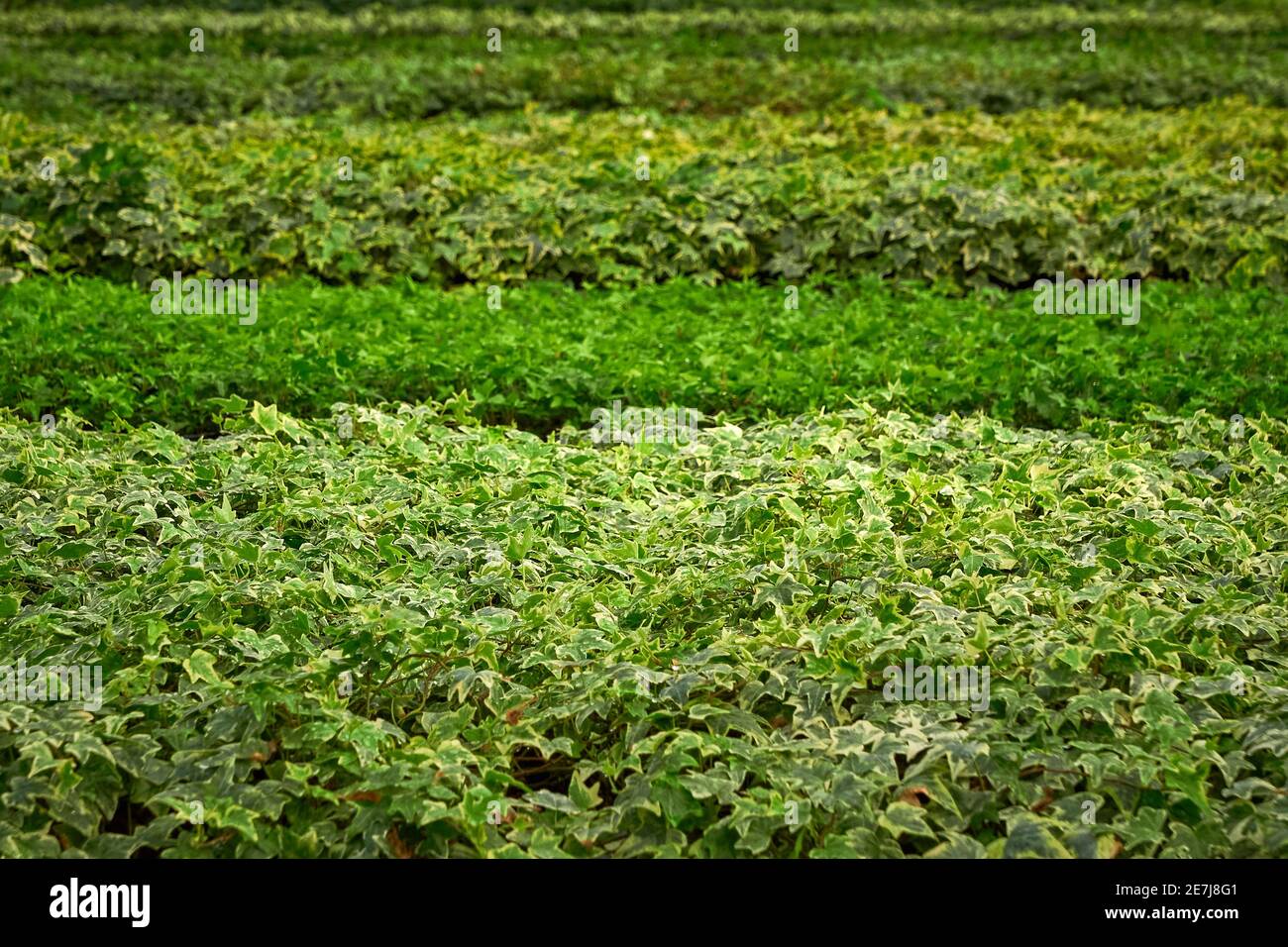 Efeu-Blätter, Hedera Helix Stockfoto