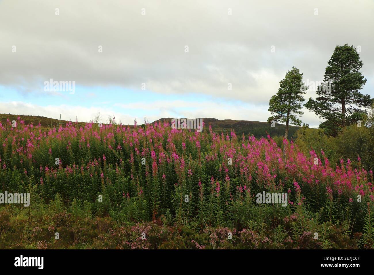 Heide in den Glens von Schottland Stockfoto