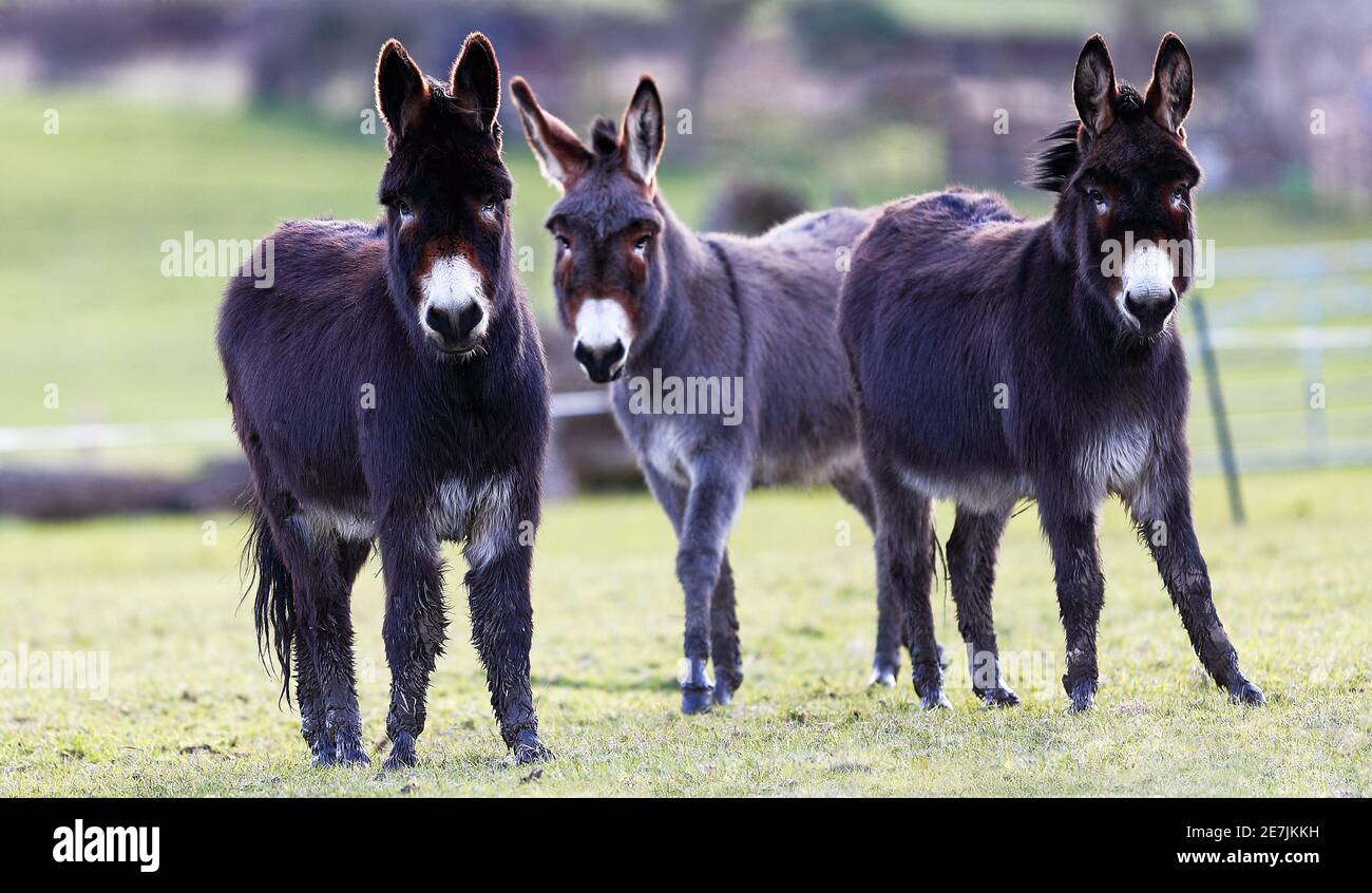 Drei Esel (Equus asinus) auf einem Feld, die eine Pause vom schlechten Wetter genießen, 02-03-2020 Stockfoto