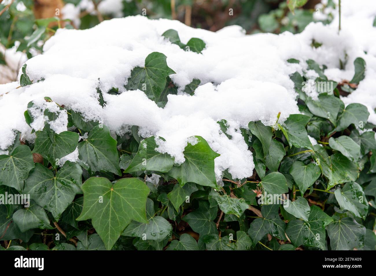 Ivy Blätter im Winter mit Schnee bedeckt - Berkshire, England, Großbritannien Stockfoto