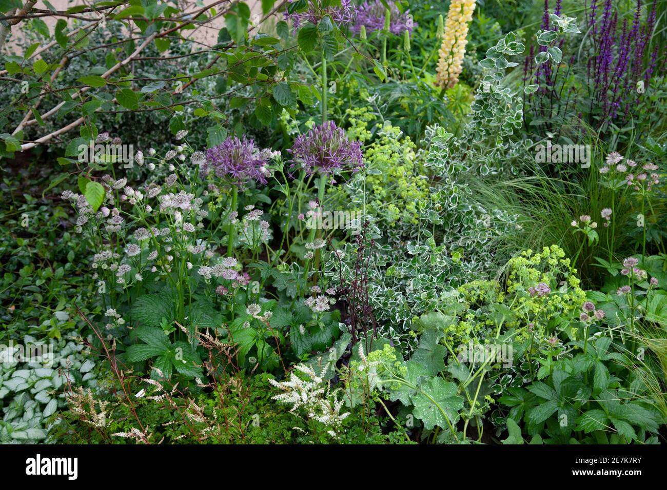 Lupinen, Allium, Astratia Major 'Star of Beauty', Alchemilla mollis und Salvia officinalis in der Cruse Trauerpflege: A Time for Everything Show Stockfoto