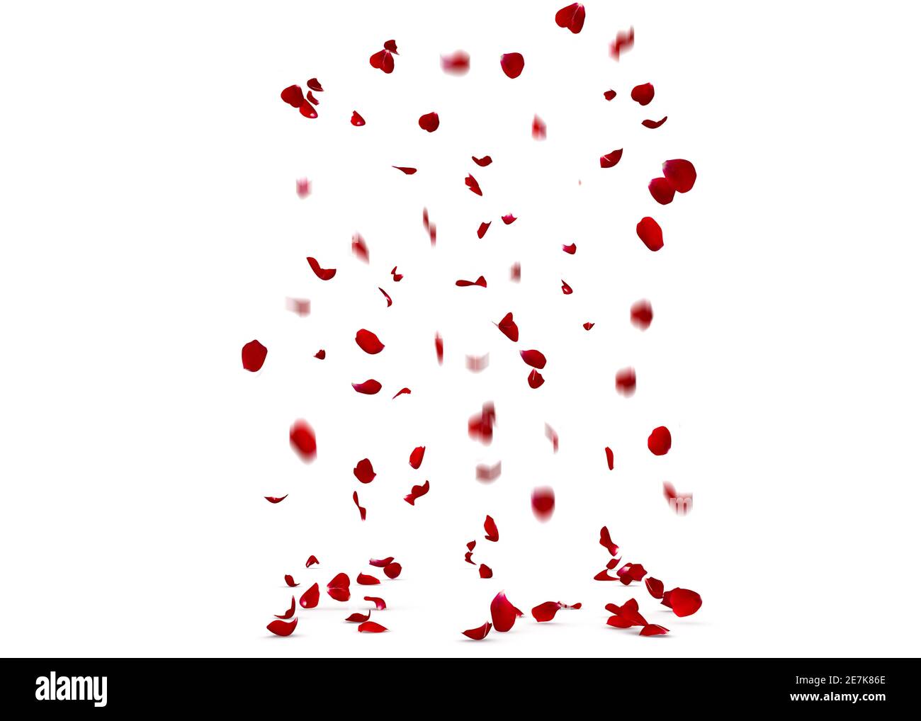 Die Blütenblätter einer roten Rose fallen auf den Boden vor einem Hintergrund verschwommener Blütenblätter in Bewegung. Weißer isolierter Hintergrund Stockfoto