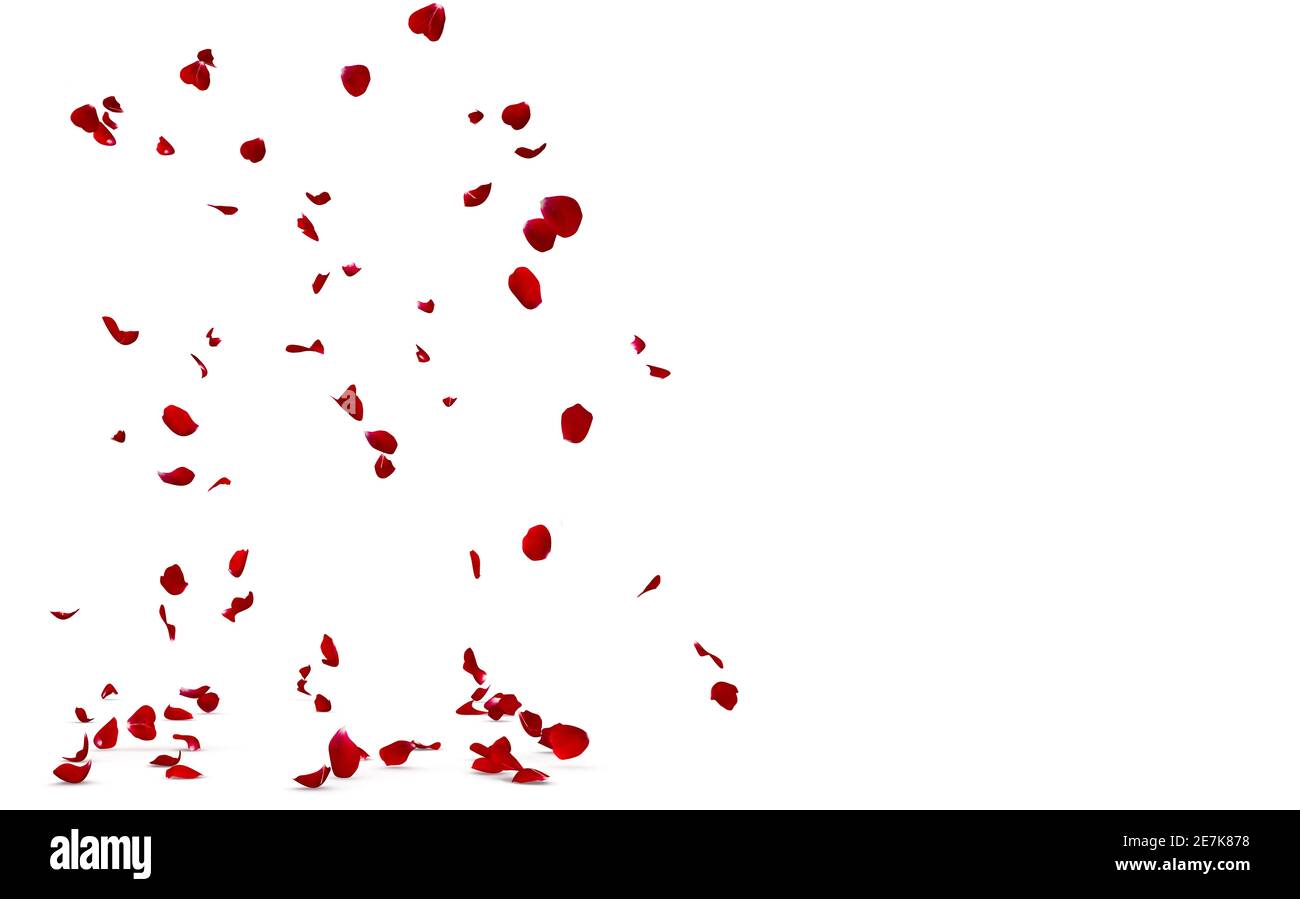 Die Blütenblätter einer roten Rose fallen auf den Boden vor einem Hintergrund verschwommener Blütenblätter in Bewegung. Weißer isolierter Hintergrund Stockfoto