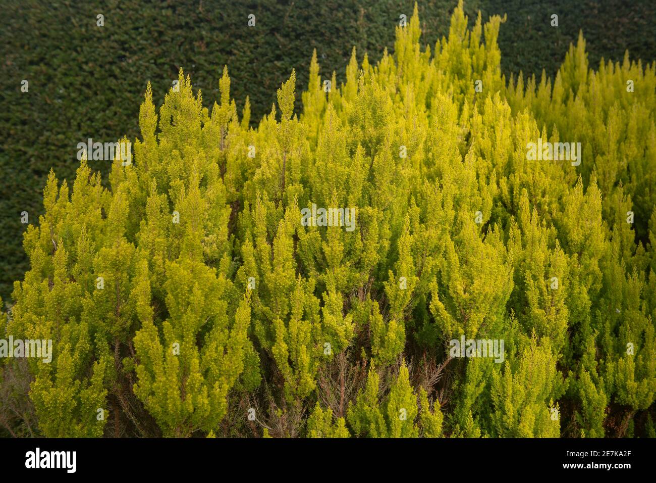 Leuchtend goldenes Gelb Evergreen Laub eines Baumheidestrauches (Erica arborea var. alpine f. aureifolia 'Albert's Gold) wächst vor einer Eibenheke Stockfoto