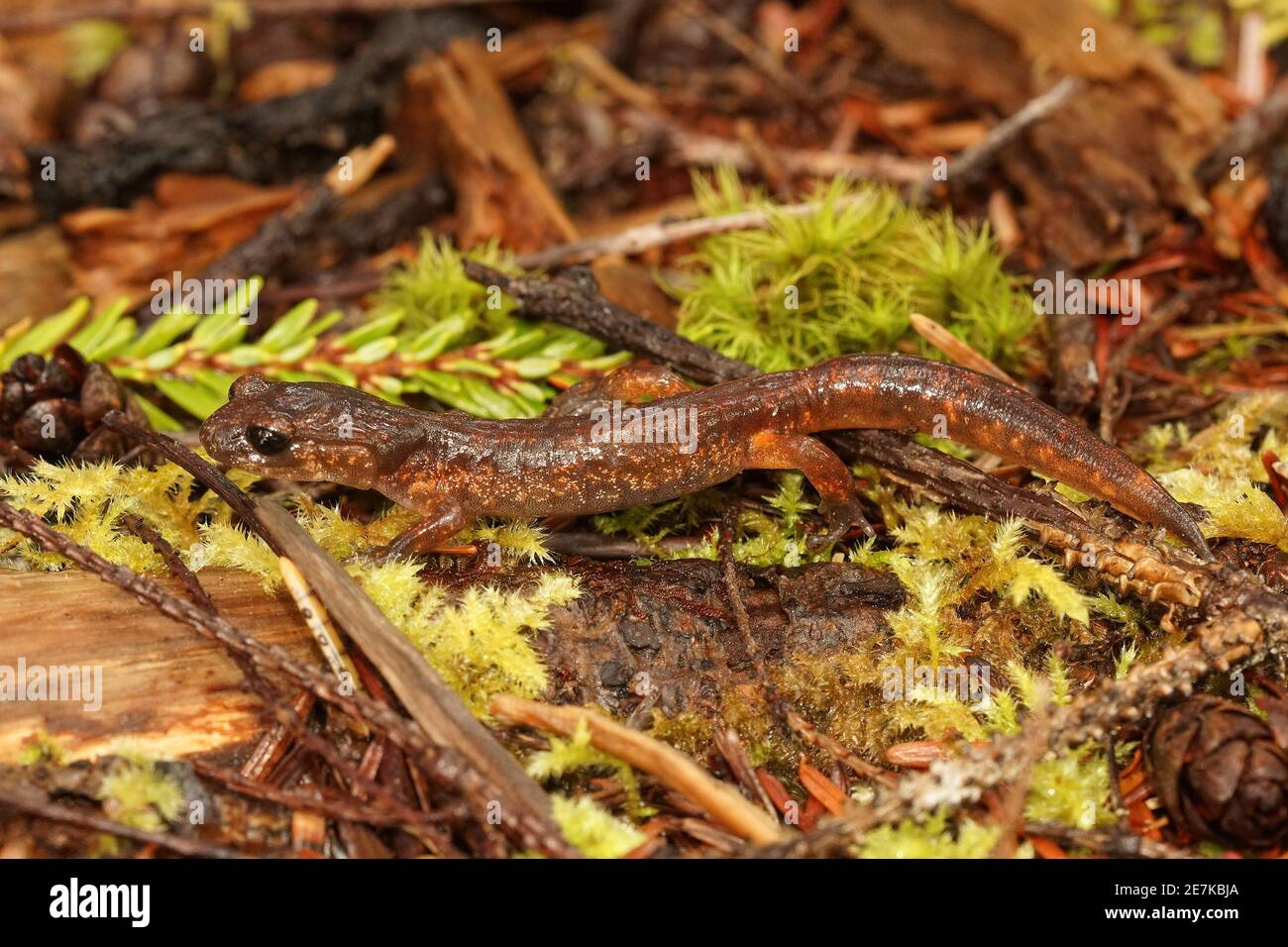 Die gemeine Ensatina, Ensatina eschschschscholtzii oregonensis aus Nord-oregon Stockfoto