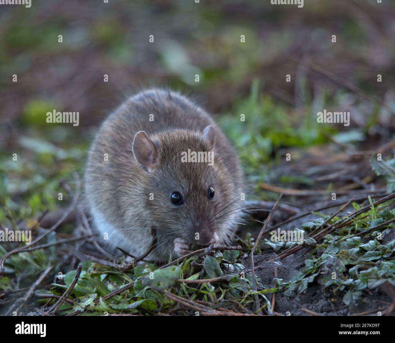 Brown Rat Nahrungssuche auf dem Waldboden. Stockfoto