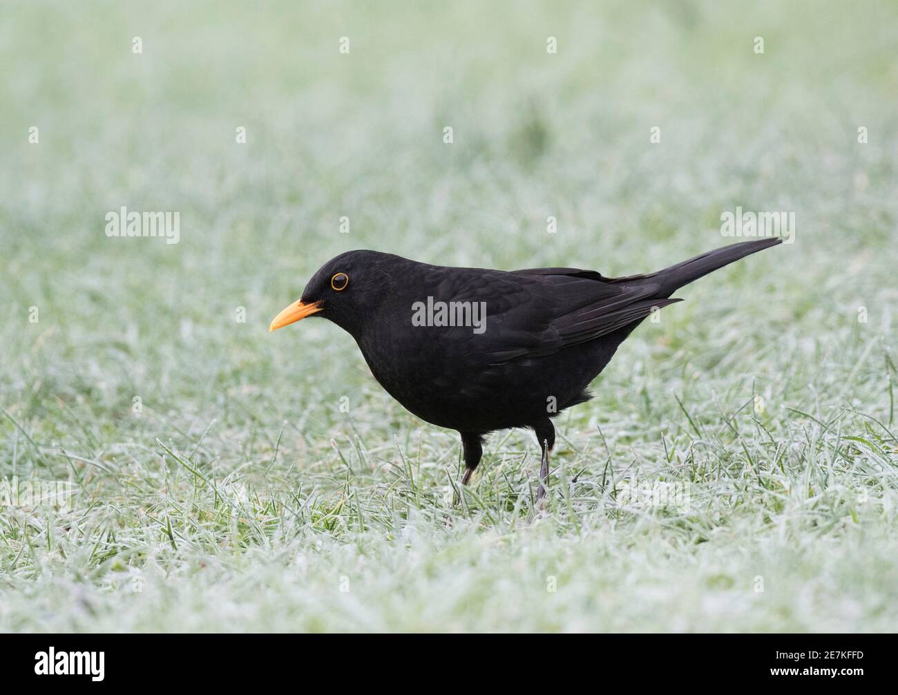 Blackbird (Turdus merula) auf frostigen Gartenrasen, Lindfield, West Sussex, England, Großbritannien. Januar Stockfoto