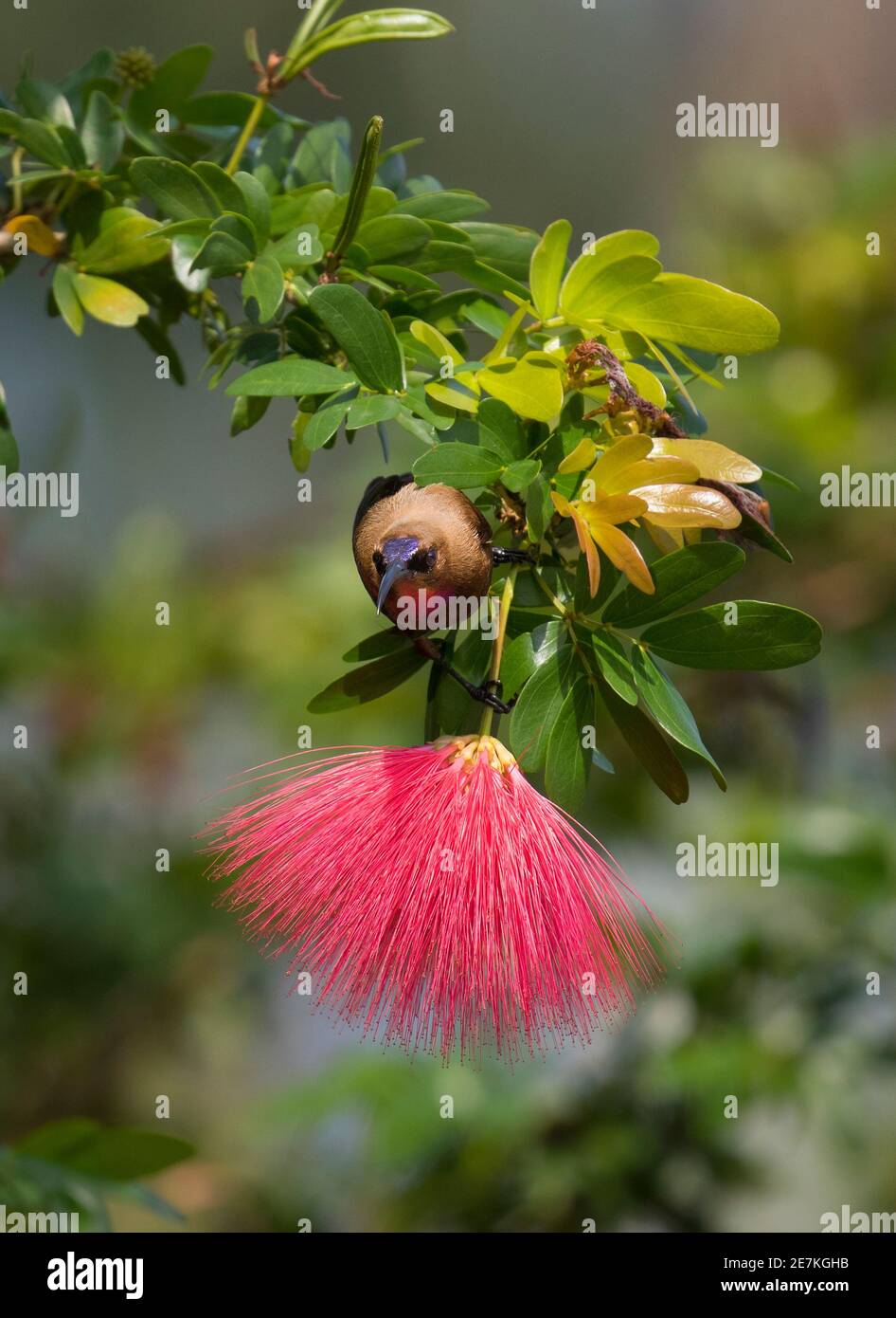 Karmeliter-Sonnenvogel (Chalcomitra fuliginosa) Männchen, das bei der Puderblüte (Calliandra Haematocephala) Gabun füttert. Stockfoto
