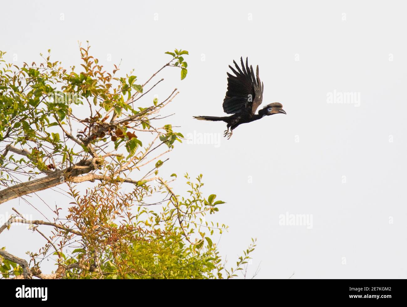 Schwarzkärmeliger Hornbill (Ceratogymna atrata) im Flug, Loango National Park, Gabun. Stockfoto