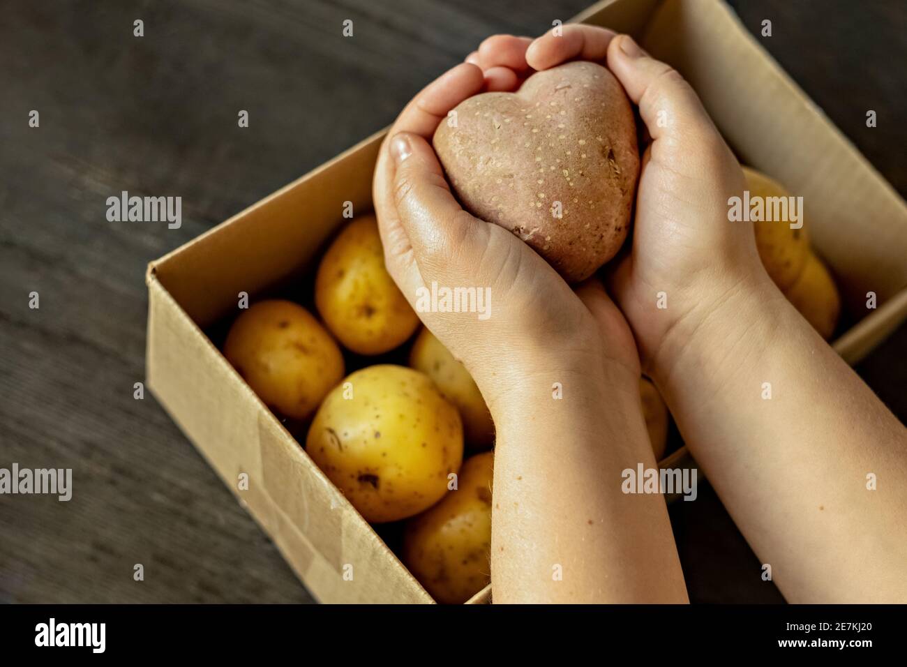 Weibliche Hände, die eine herzförmige hässliche Gemüsetoffel über einer mit Kartoffeln gefüllten Schachtel halten. Quadratische, hässliche Nahrung Stockfoto