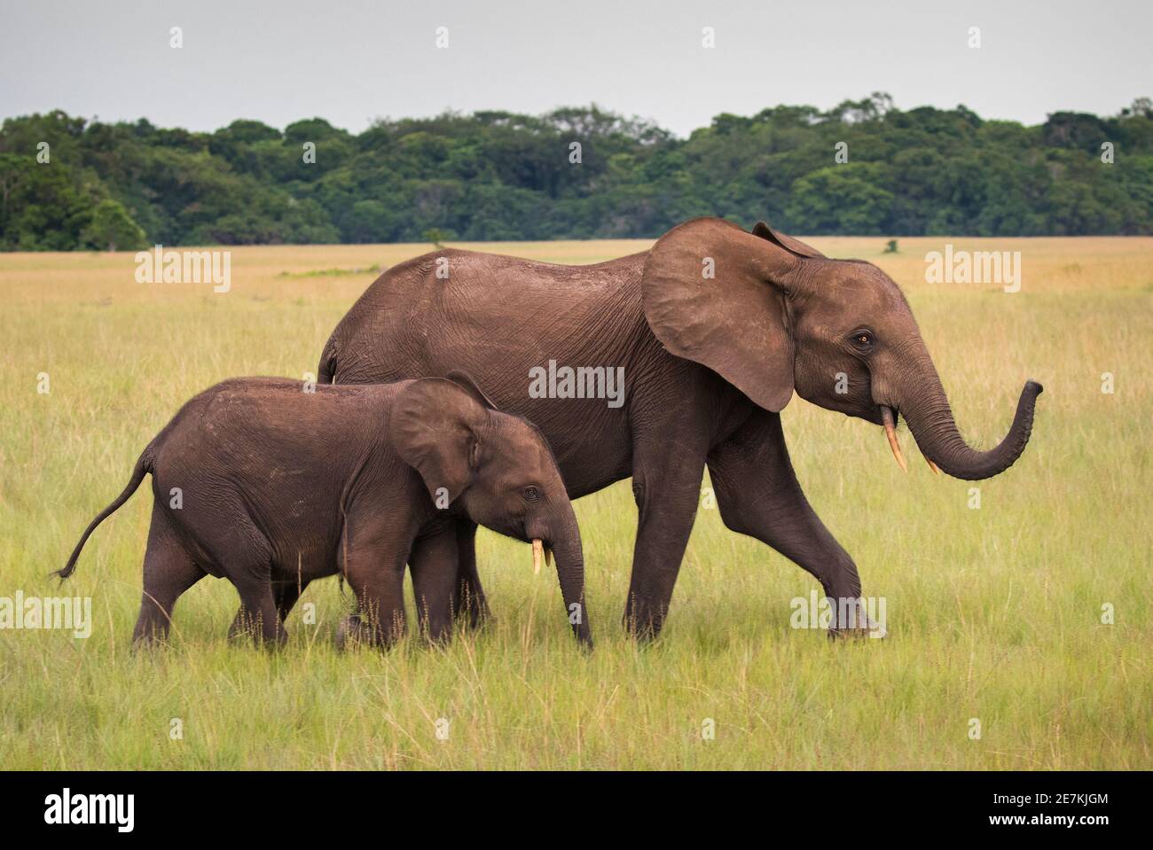 Afrikanische Waldelefanten (Loxodonta cyclotis) Mutter und Junge, Loango-Nationalpark, Gabun. Stockfoto