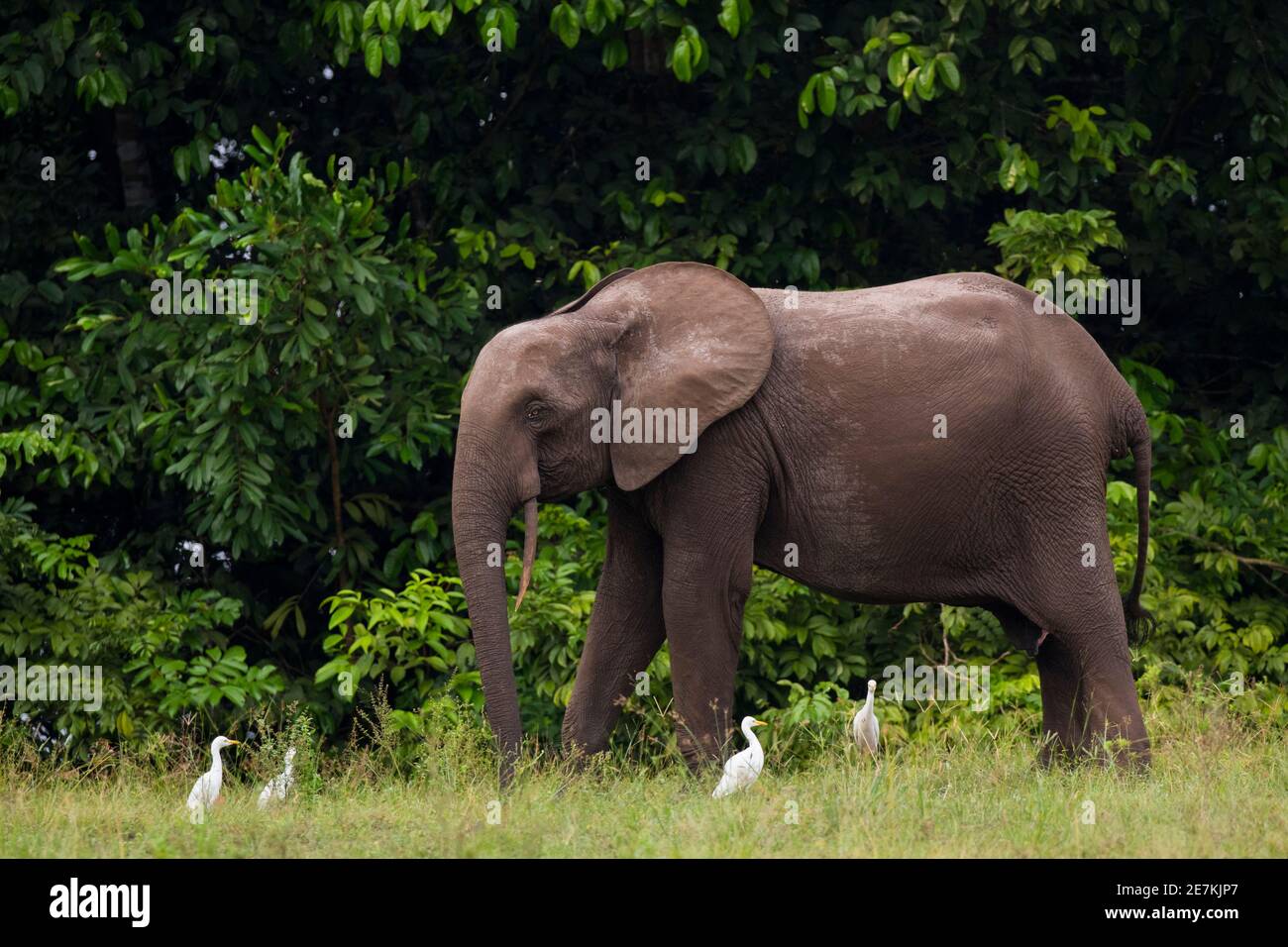 Afrikanischer Waldelefant (Loxodonta cyclotis) mit Rinderreihern (Bubulcus ibis), Loango-Nationalpark, Gabun. Stockfoto