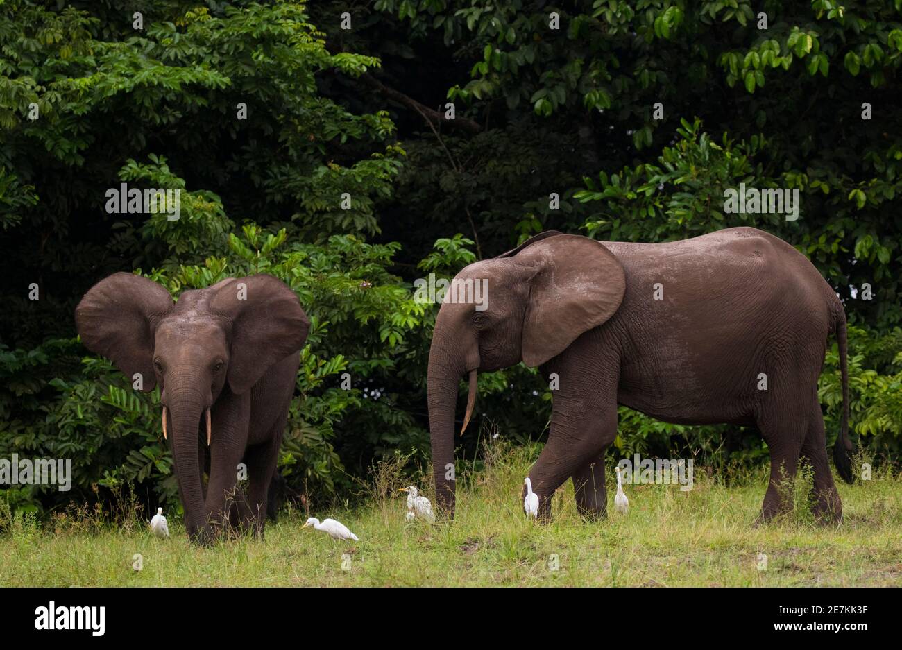 Afrikanische Waldelefanten (Loxodonta cyclotis) mit Rinderreihern (Bubulcus ibis), Loango National Park, Gabun. Stockfoto