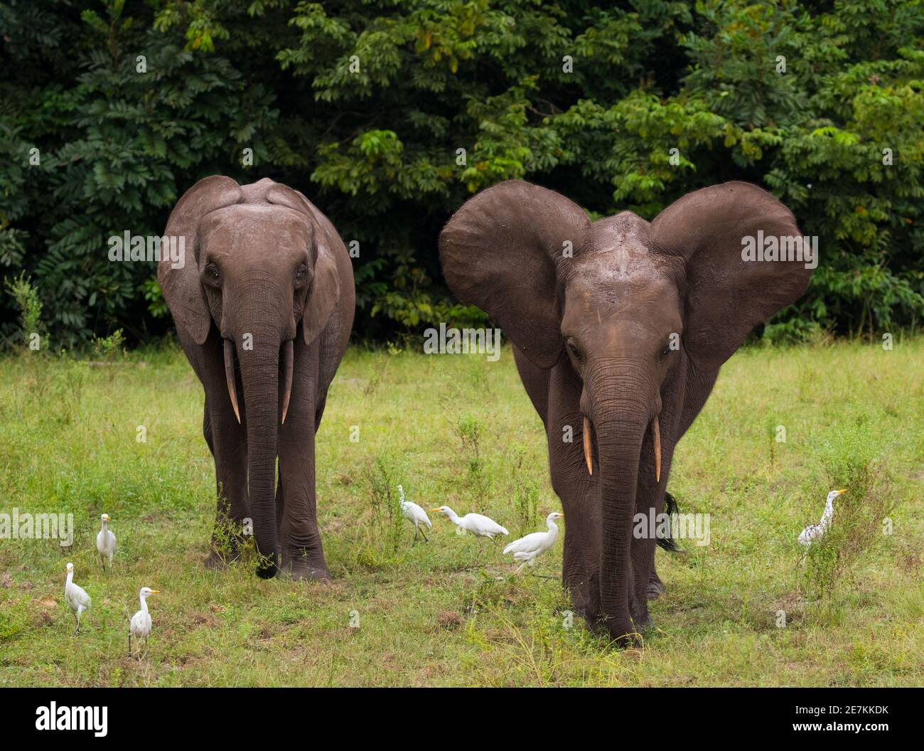 Afrikanische Waldelefanten (Loxodonta cyclotis) mit Rinderreihern (Bubulcus ibis), Loango National Park, Gabun. Stockfoto
