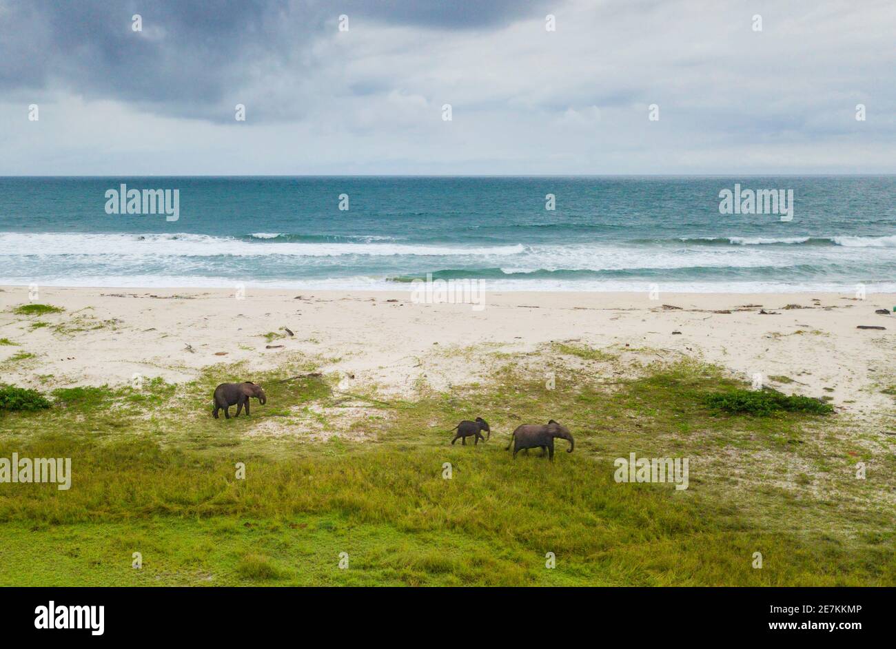 Afrikanische Waldelefanten (Loxodonta cyclotis) Gruppe am Strand, Loango Nationalpark, Gabun, Zentralafrika. Stockfoto