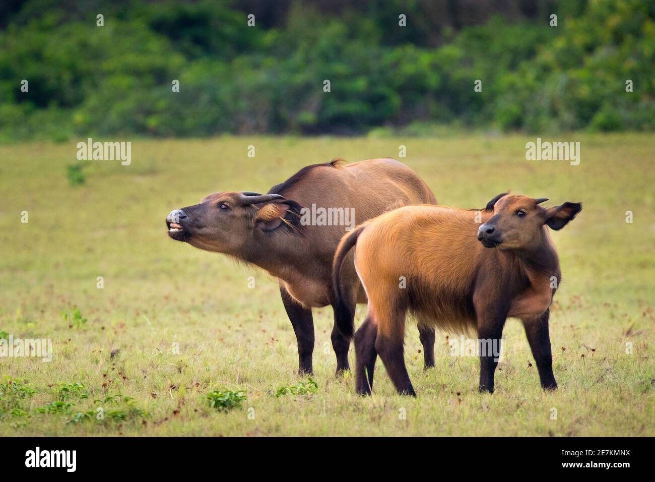 African Forest oder Zwergbüffel (Syncerus caffer nanus) Mutter und Junge, Loango National Park, Gabun, Zentralafrika. Stockfoto