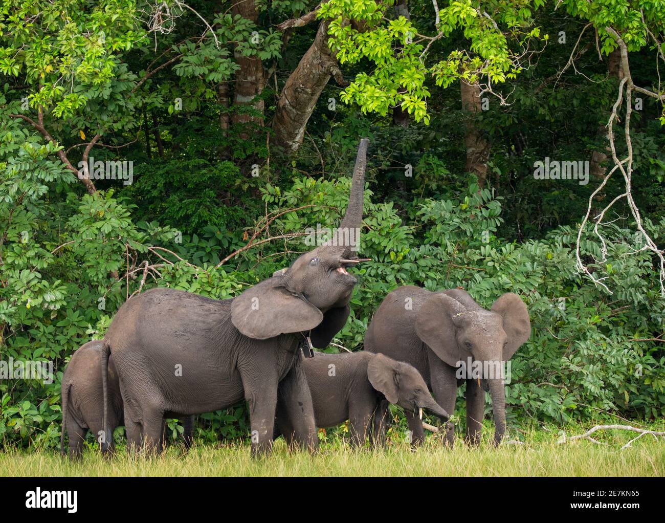 Afrikanischer Waldelefant (Loxodonta cyclotis), mit Rüssel, um Blätter auf Baum zu erreichen, Loango-Nationalpark, Gabun, Zentralafrika. Stockfoto