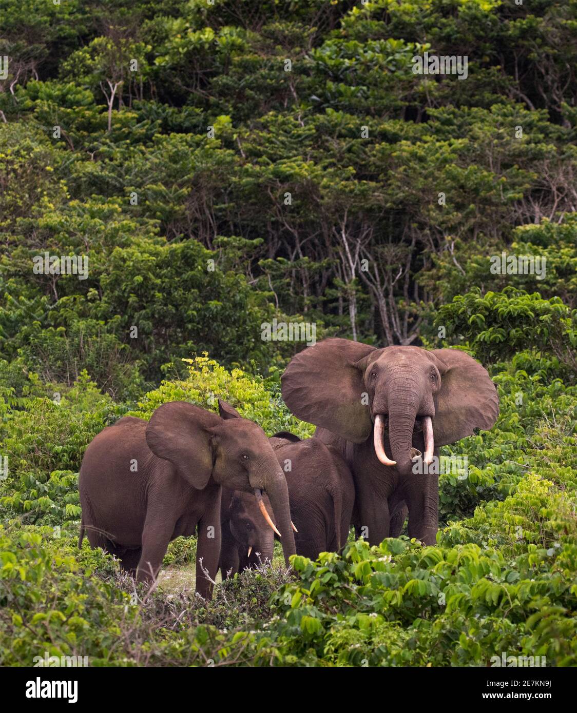 Afrikanische Waldelefant (Loxodonta cyclotis), Familie in enger Schutzformation mit jungen in der Mitte, Loango-Nationalpark, Gabun. Stockfoto