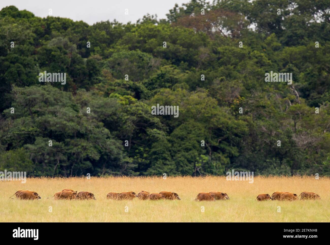 Rote Flussschwein (Potamochoerus porcus) Gruppe von zwanzig, Loango-Nationalpark, Gabun, Zentralafrika. Stockfoto