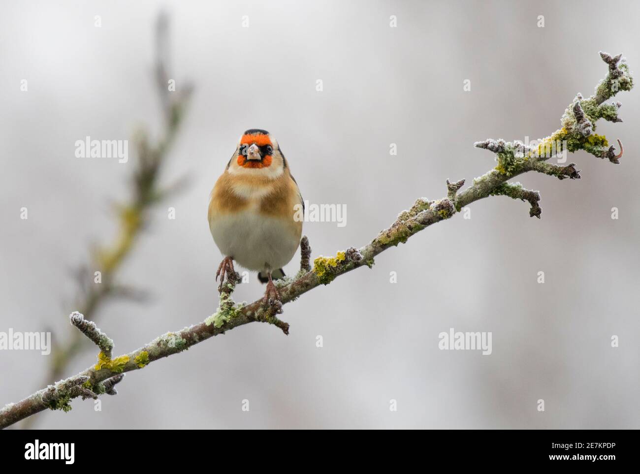 Goldfinch (Carduelis carduelis) auf frostigen Apfelbaum, West Sussex, Großbritannien Stockfoto