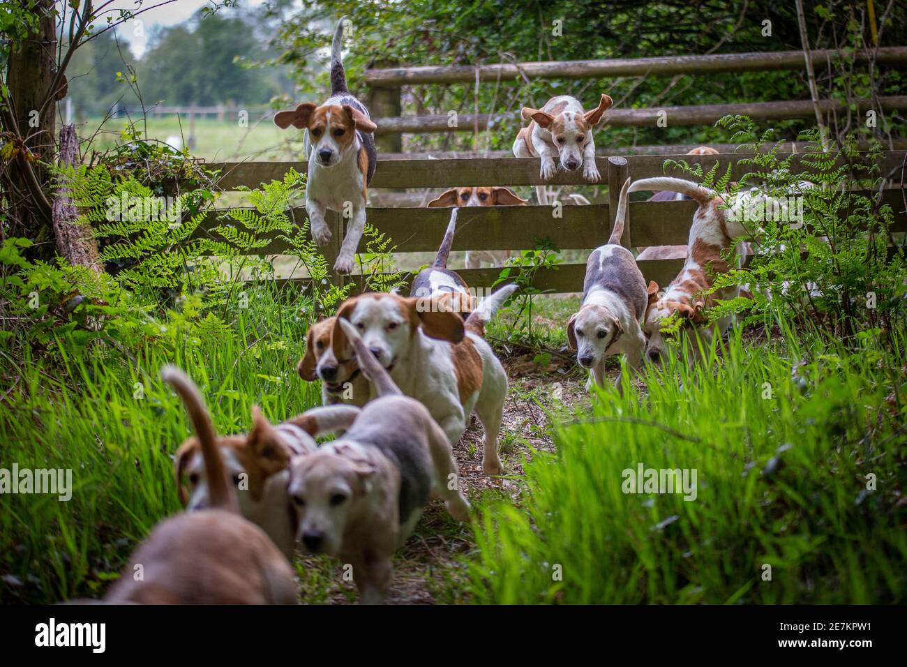 Border Beagle Hund Club hounds jumpng über einen Zaun Stockfoto