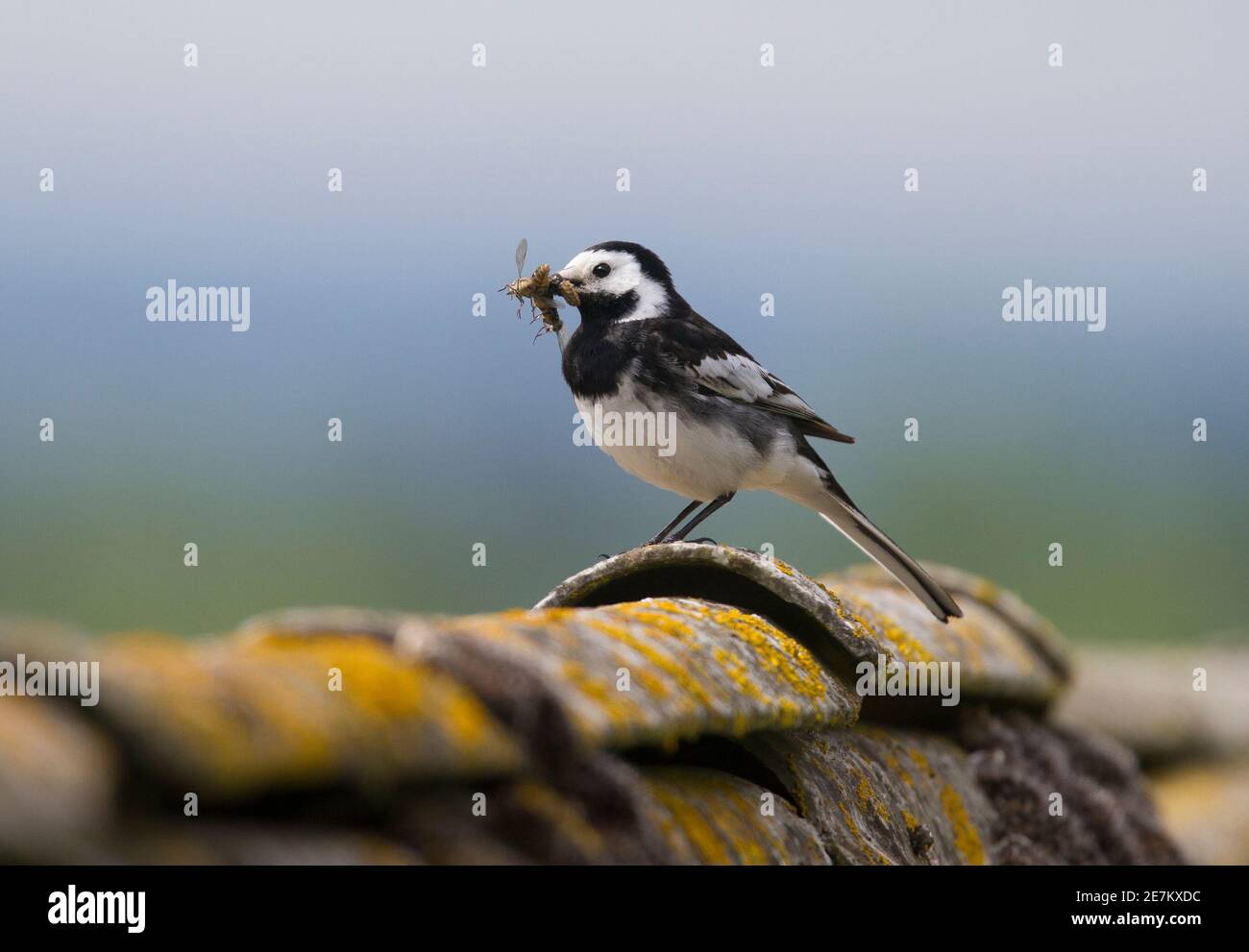 Pied Wagtail (Motacilla alba) mit vier Fliegen im Schnabel auf dem Stalldach, West Sussex, Großbritannien Stockfoto