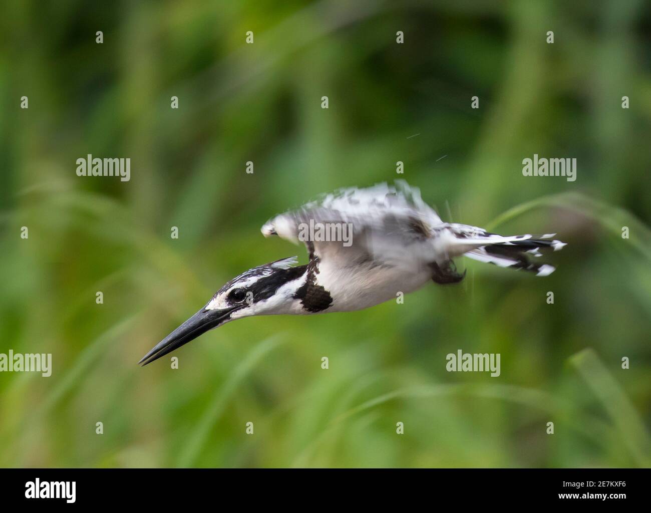 Eisvogel (Ceryle rudis) im Flug, Loango National Park, Gabun. Stockfoto