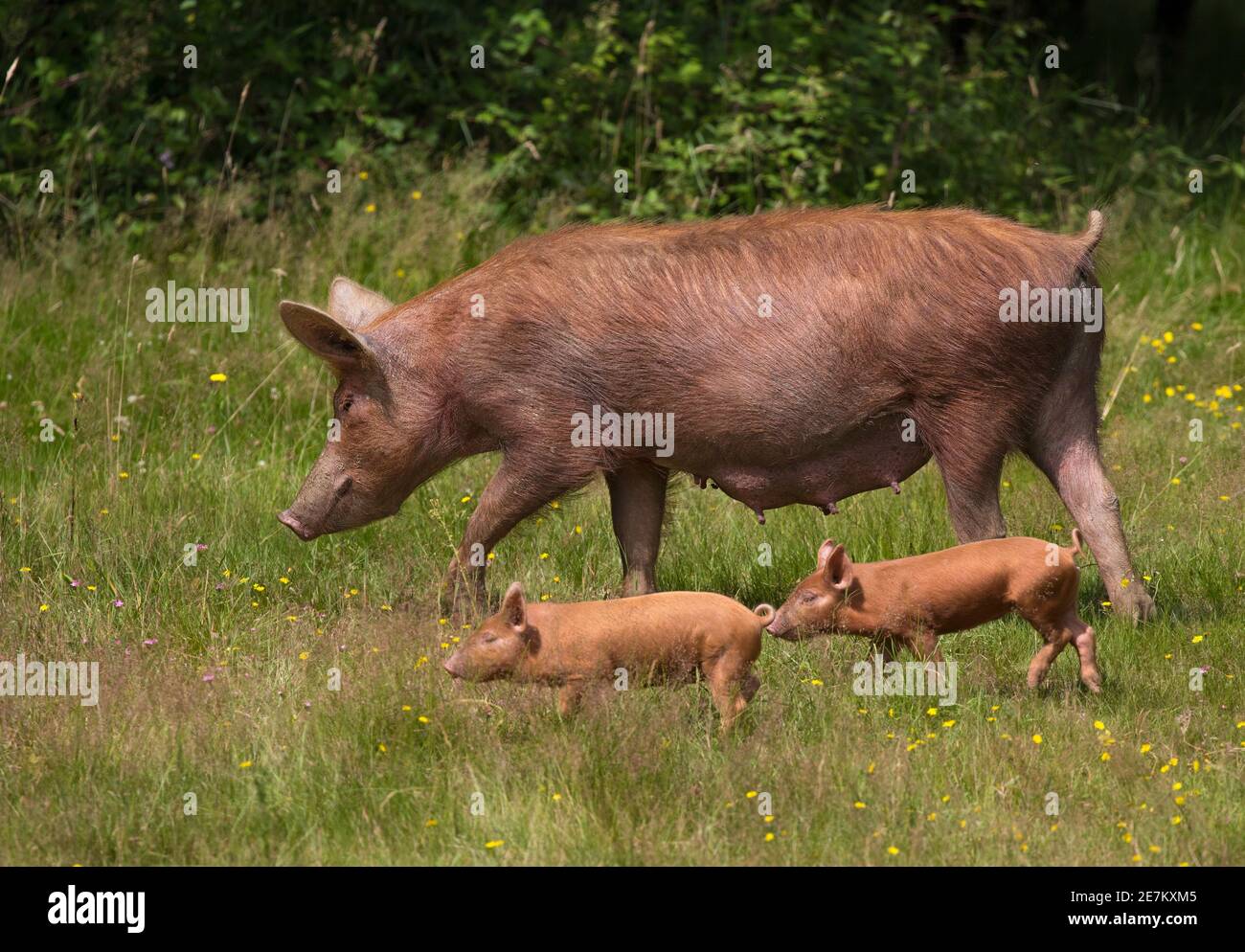 Tamworth Schwein Mutter und junge Weide Grasland. Halbferale Tiere, die im Knepp Rewilding Experiment, West Sussex, Großbritannien, gezüchtet werden Stockfoto