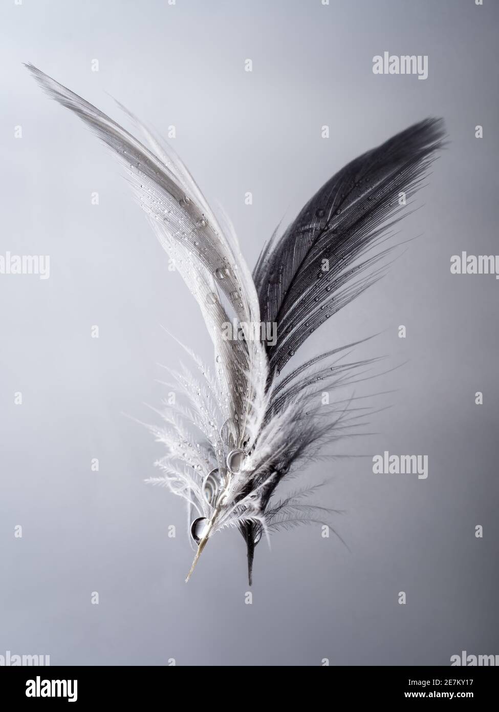 Weiße Feder, schwarz reflektiert mit Regentropfen. Titel: Auf Flügeln wie Gossamer. Art. Stockfoto