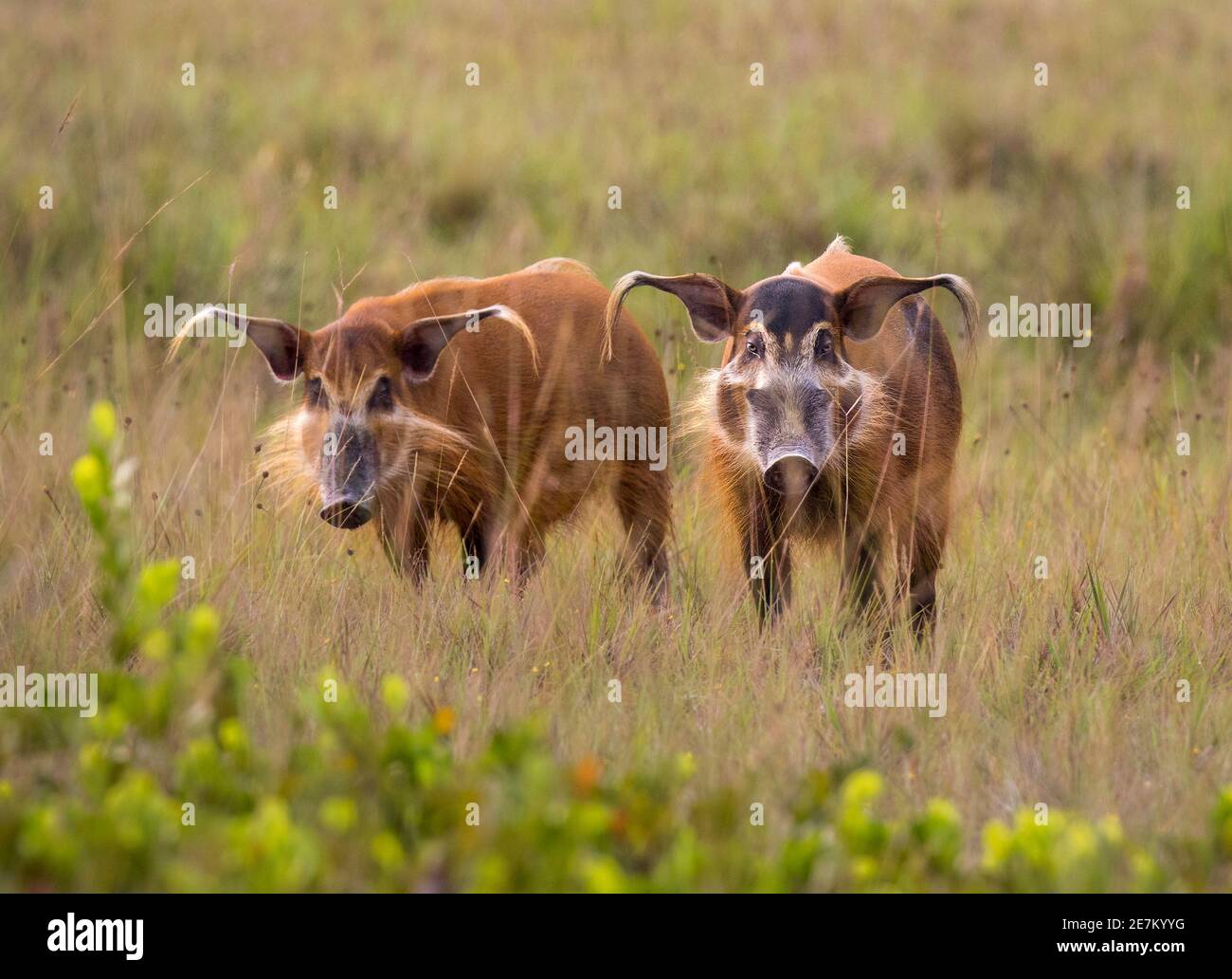 Red River Hog (Potamochoerus porcus), Weibchen links, Männchen rechts, Loango National Park, Gabun, Zentralafrika. Stockfoto