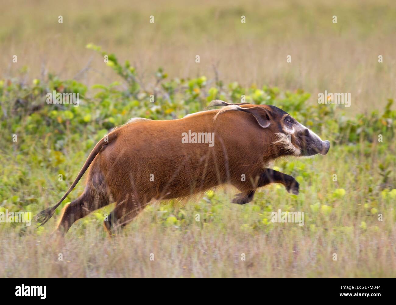 Red River Hog (Potamochoerus porcus) läuft, Loango National Park, Gabun, Zentralafrika. Stockfoto