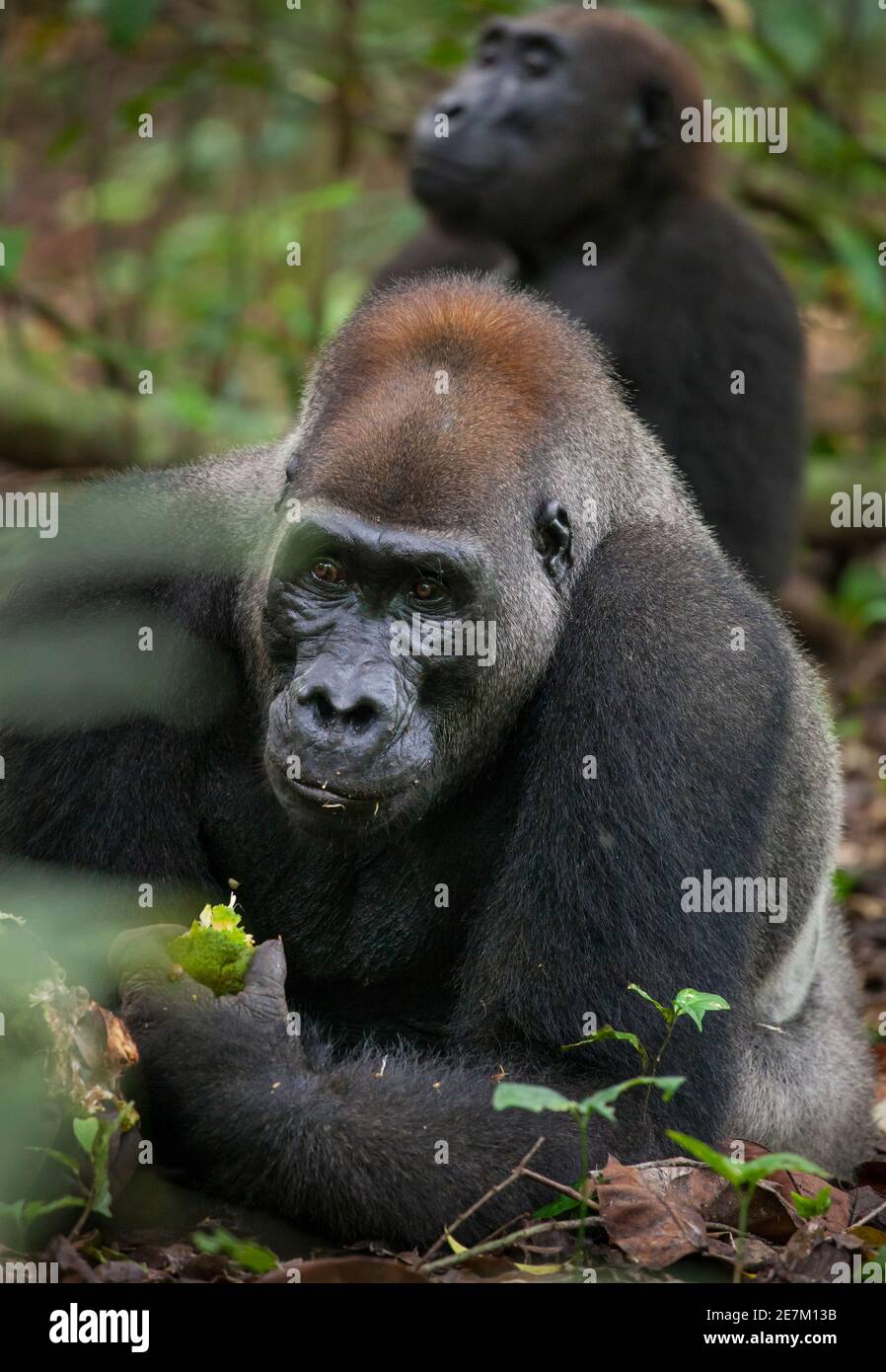 Westliche Tiefland Gorilla (Gorilla Gorilla Gorilla) Silberrücken namens Kamaya essen Früchte, Teil der Atanga-Gruppe, Loango-Nationalpark, Gabun, zentral Stockfoto