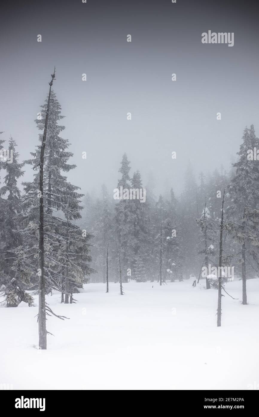 Geheimnisvoller Wald bei schneebedecktem Wetter mit Nebel Stockfoto