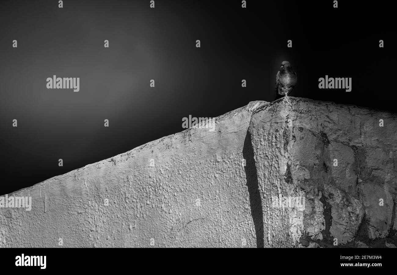 Ein Vogel, der auf einem Gebäude sitzt Stockfoto