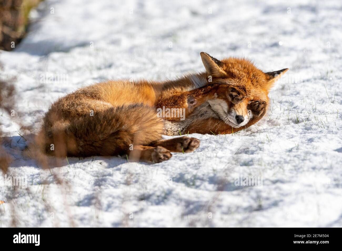 Ein niedlicher junger Fuchs zieht seine Pfoten über die Augen Beim Schlafen im Schnee Stockfoto