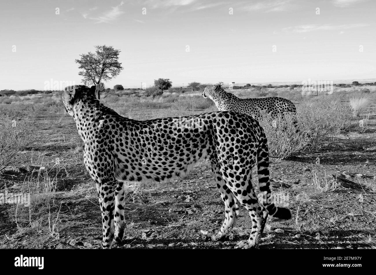 Ketmanshoop: zwei cheethas im namibischen Kalahari, wo ein Drittel der Weltbevölkerung lebt. Stockfoto