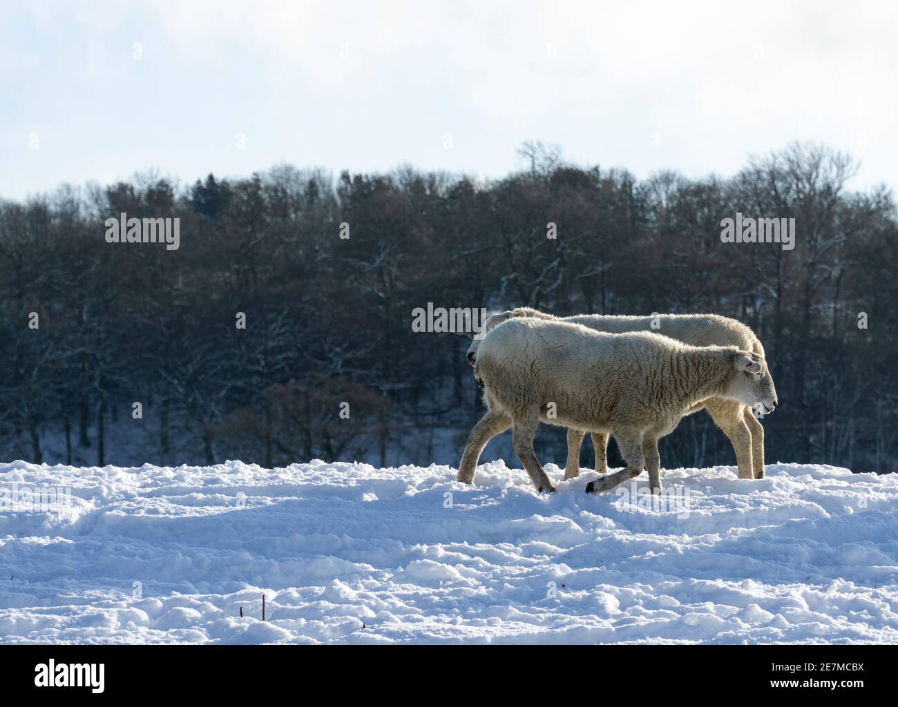 Schafe im Winter übereinander Stockfoto