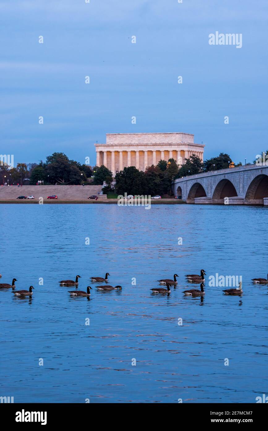 Kanadagänse schwimmen vor dem Linocln Memorial in Washington, DC, von der Arlington-Seite des Potomac River aus gesehen. Die Memorial Bridge kann Stockfoto